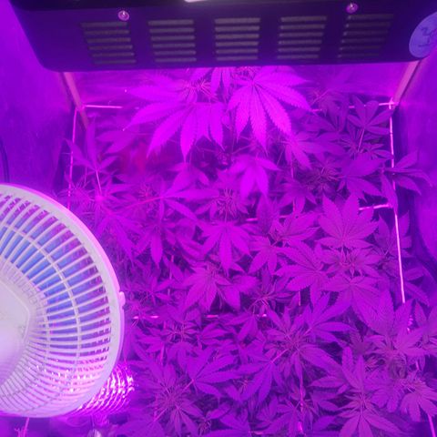Nitro haze 2 growlog photo: SIUUUUUUUUUUUUUU