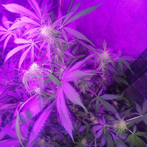 Auto Gorilla Glue #4 growlog photo: Actu sorry for the ausente boys