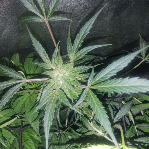Lebron haze lst growlog photo: Nice