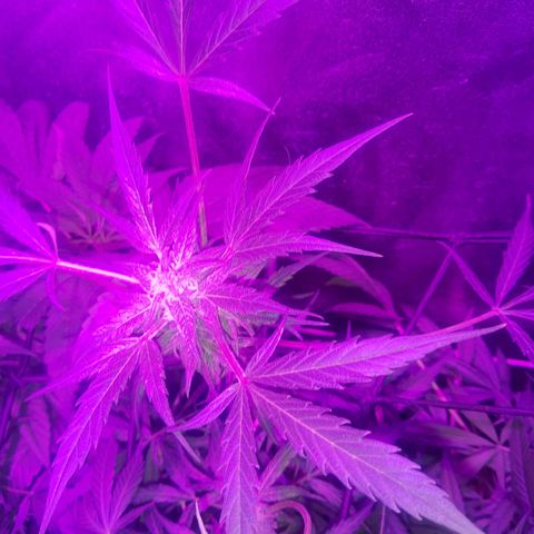 Lebron haze lst growlog photo: Nice