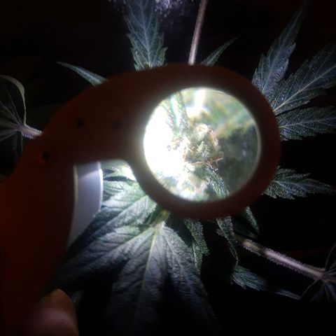 Lebron haze lst growlog timeline photo
