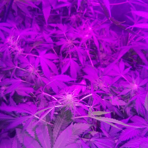 Gorilla glue 1 growlog timeline photo