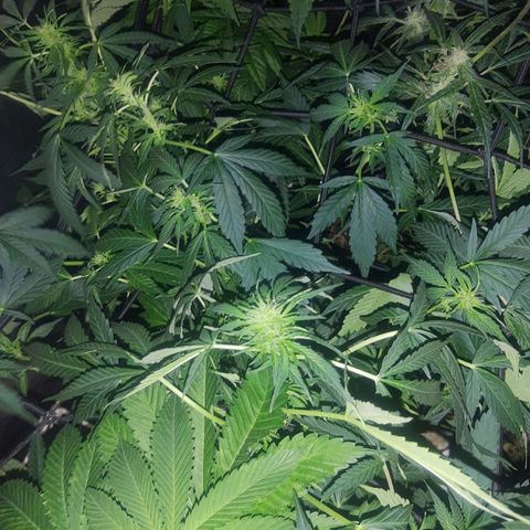 Gorilla glue 1 growlog timeline photo