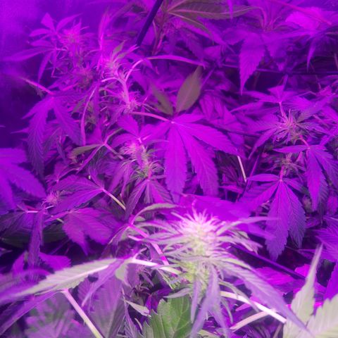 Gorilla glue 1 growlog timeline photo