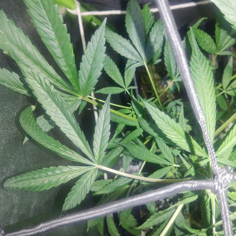 Blue dream lst growlog timeline photo
