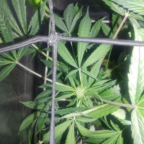 Blue dream lst growlog timeline photo