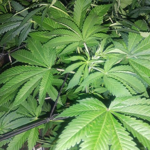 Nitro haze 2 growlog timeline photo
