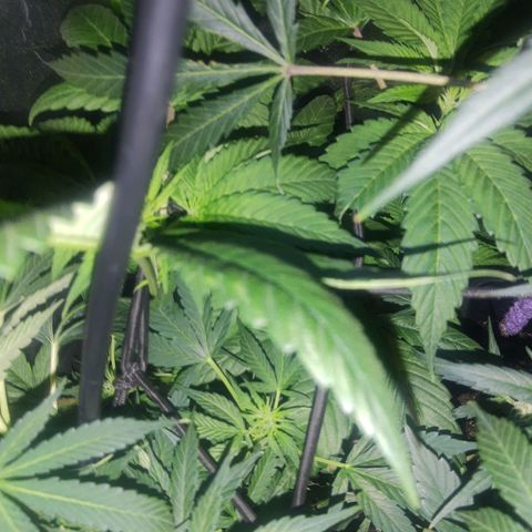 Nitro haze 1 growlog timeline photo