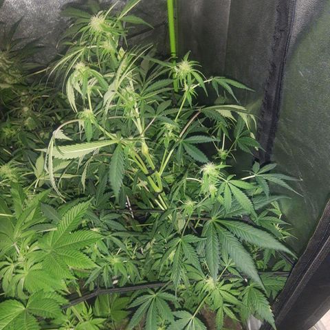 Auto Gorilla Glue #4 growlog timeline photo