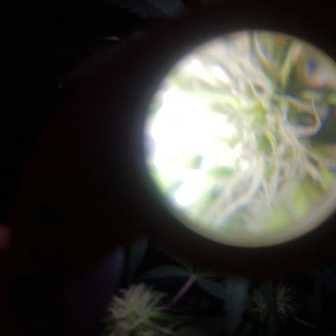 Auto Gorilla Glue #4 growlog timeline photo
