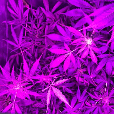 Nitro haze 2 growlog timeline photo