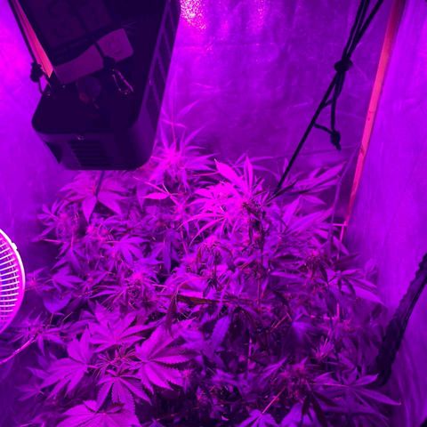 Nitro haze 2 growlog timeline photo