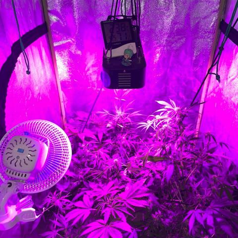 Nitro haze 2 growlog timeline photo