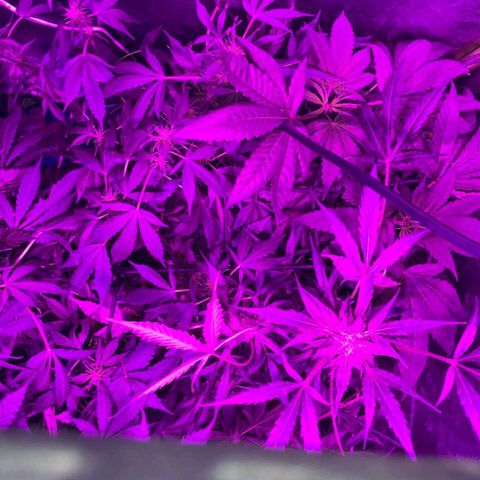 Nitro haze 2 growlog timeline photo
