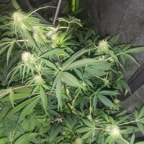 Auto Gorilla Glue #4 growlog timeline photo