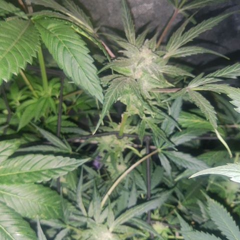 Lebron haze lst growlog timeline photo