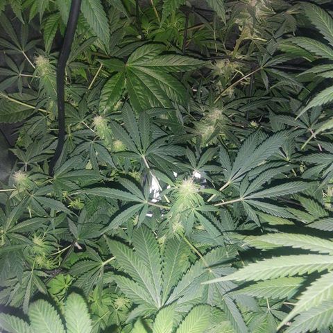 Gorilla glue 1 growlog timeline photo