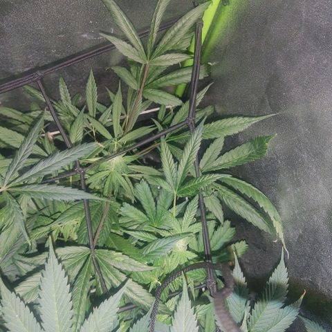Blue dream lst growlog timeline photo
