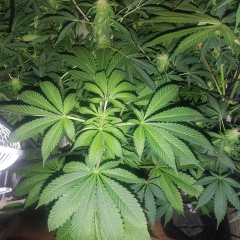 Nitro haze 2 growlog timeline photo