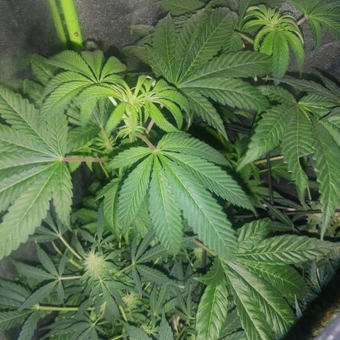 Nitro haze 1 growlog timeline photo