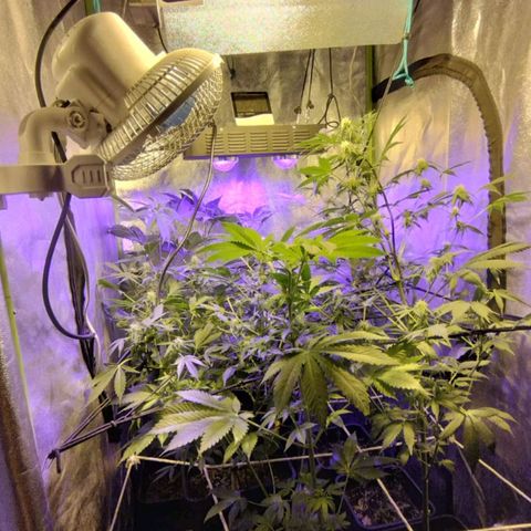Nitro haze 2 growlog timeline photo