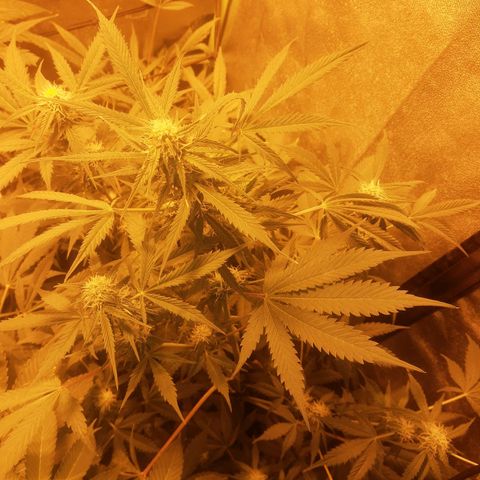 Auto Gorilla Glue #4 growlog timeline photo