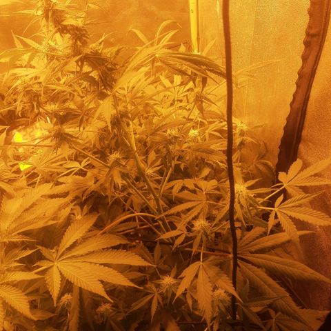 Auto Gorilla Glue #4 growlog timeline photo