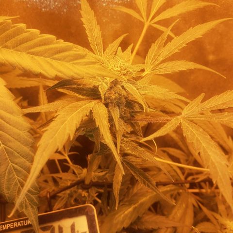 Lebron haze lst growlog timeline photo