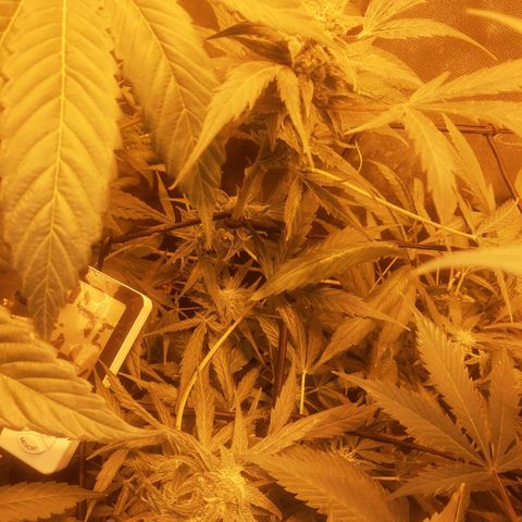 Lebron haze lst growlog timeline photo