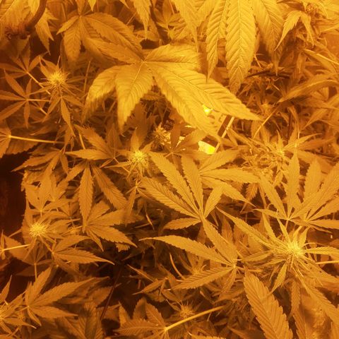 Gorilla glue 1 growlog timeline photo