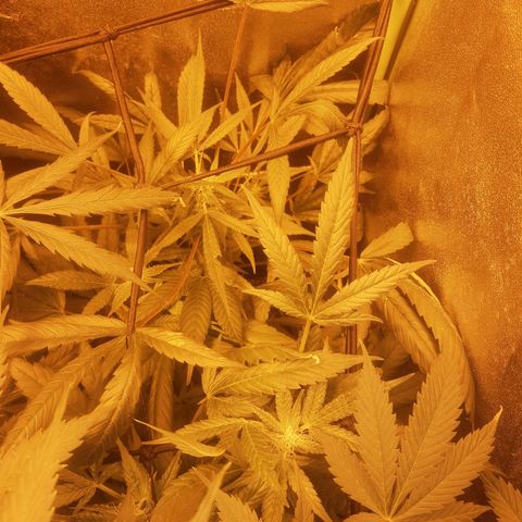 Blue dream lst growlog timeline photo
