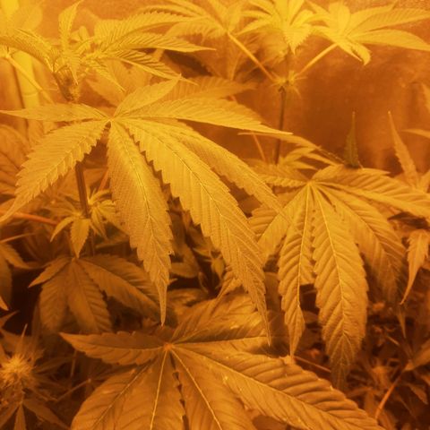Nitro haze 2 growlog timeline photo
