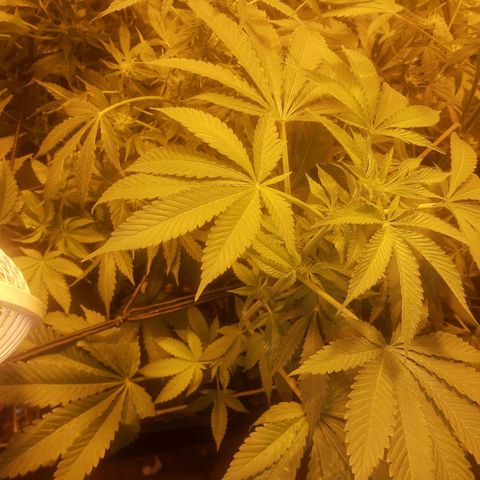 Nitro haze 1 growlog timeline photo