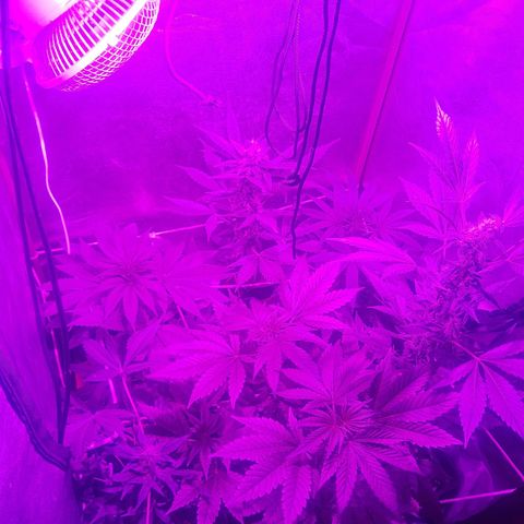 Nitro haze 2 growlog photo: I hace bews proyects