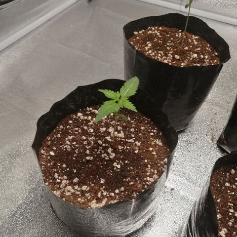 OG1 growlog timeline photo