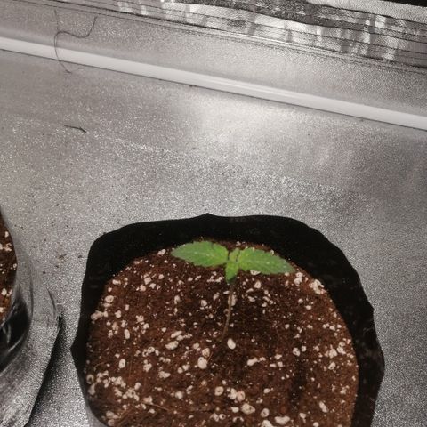 OG1 growlog timeline photo