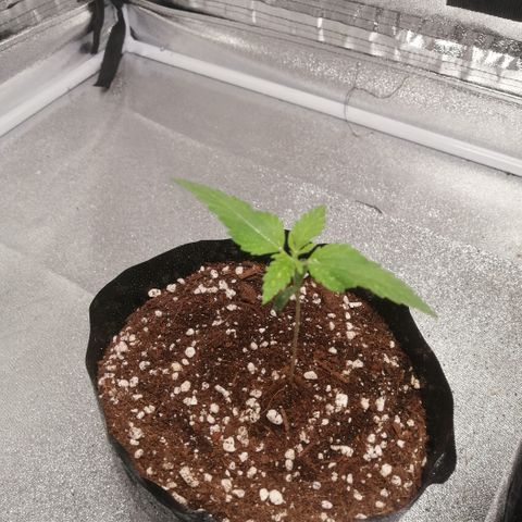OG1 growlog timeline photo