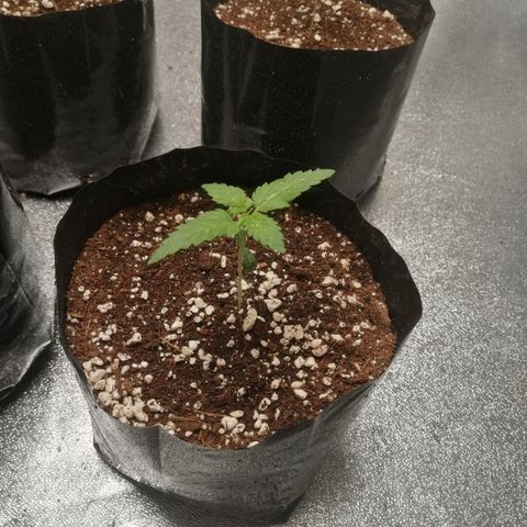OG1 growlog timeline photo