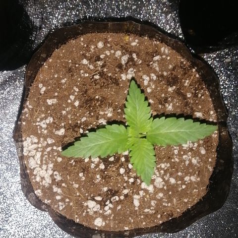 OG1 growlog photo: Looking Good!! 