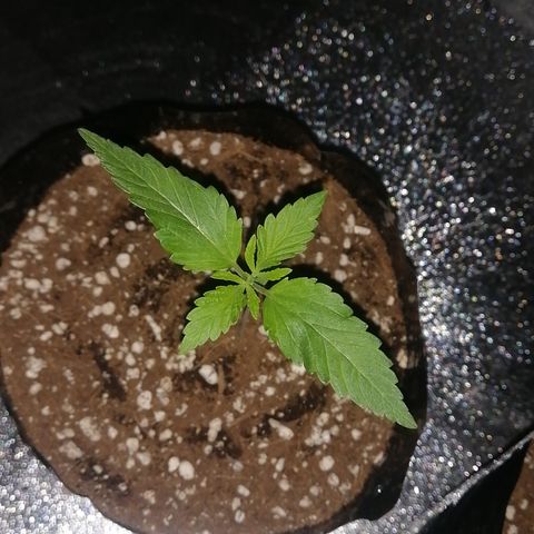 OG1 growlog timeline photo
