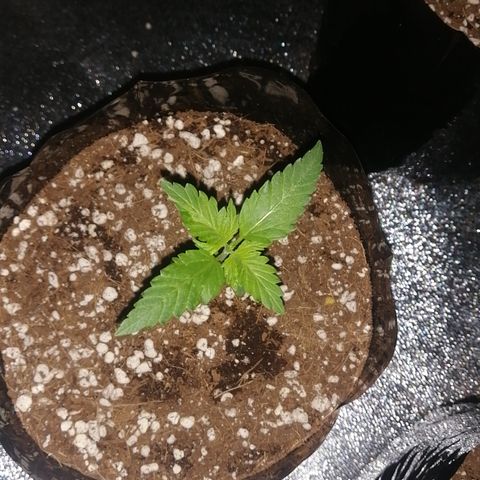 OG1 growlog timeline photo
