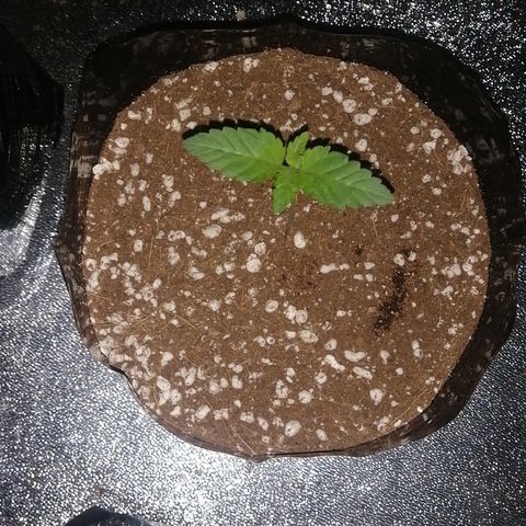 OG1 growlog timeline photo