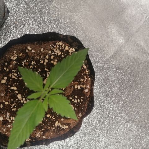 OG1 growlog timeline photo