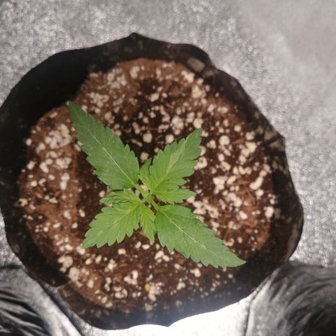 OG1 growlog timeline photo