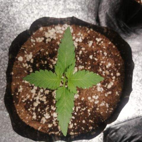 OG1 growlog timeline photo