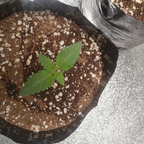 OG1 growlog timeline photo