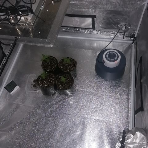 OG1 growlog photo: New Humidifier set on Min 