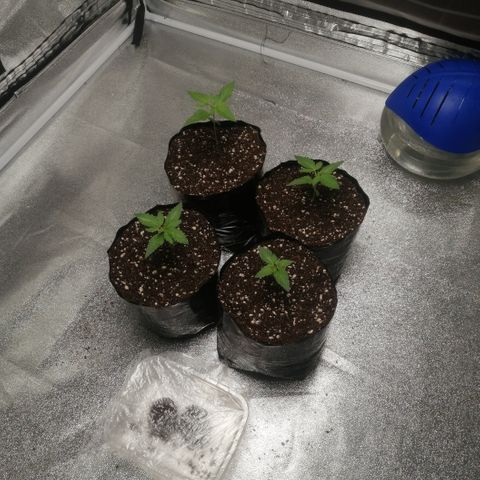 OG1 growlog photo: New Humidifier set on Min 