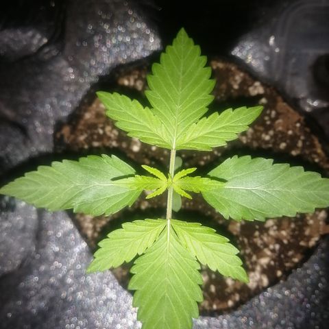 OG1 growlog timeline photo
