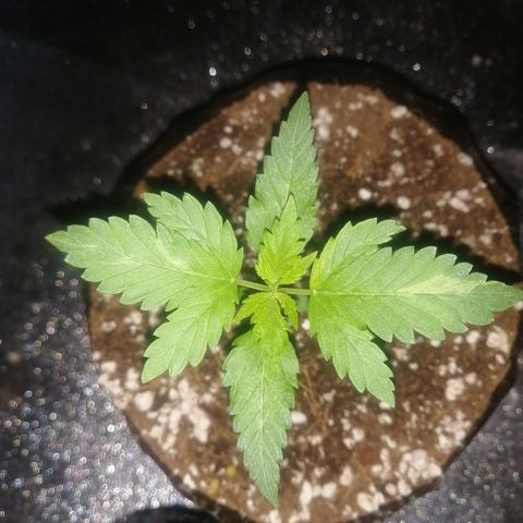 OG1 growlog timeline photo